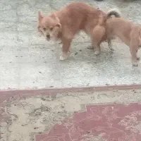 سگ پاکوتاه روباهی