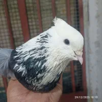 کبوتر پرشی جفتگاه