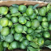 فروش نارنگی ژاپنی شمال فله ای