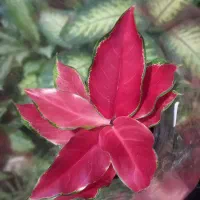 شارژ جدید گلهای گلکده ی ارکیده...