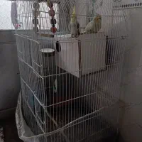 جفت عروس هلندی معاوضه|پرنده|مشهد, ثامن|دیوار