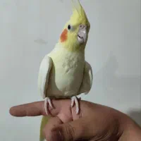 یک جفت عروس هلندی سرحال|پرنده|سرولایت, |دیوار