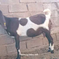 گوسفند پاکستانی