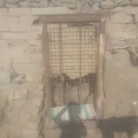 در کولع مرغ گوسفند کبوتر
