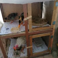 فروش 3 عدد جوجه خروس و اردک به همراه قفس
