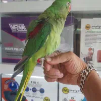 جوجه شاه طوطی چشم سیاه حلقه پا پرورشی