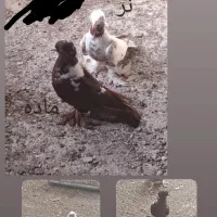 کبوتر ککیلی قرمزی