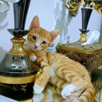 واگذاری رایگان