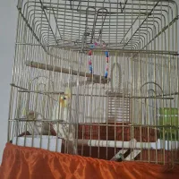 عروس هلندی مولد|پرنده|کرج, اخترآباد|دیوار