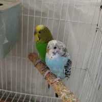 مرغ عشق با جوجه