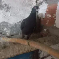 کبوتر|پرنده|گرگان, |دیوار