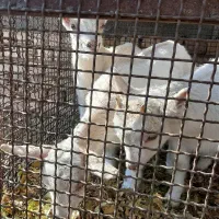 بزغاله سانن