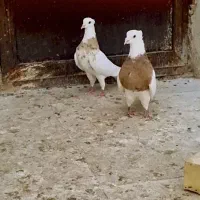 ماده طوقی همرنگ کبوتر کفتر|پرنده|مشهد, شهید احمدی روشن|دیوار