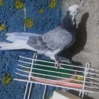 کبوتر