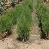 فروش انواع نهال زیتون،انجیر،ازگیل،خرمالو ،گردو