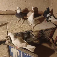 کبوتر