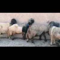 میش بختیاری|حیوانات مزرعه|شیراز, میانرود|دیوار