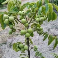 نهالستان