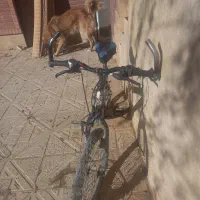 دوچرخه بیست  سالم|دوچرخه، اسکیت، اسکوتر|فیروزکوه, |دیوار