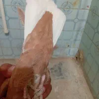 کبوتر زرد دم سفید ماده نسل سار