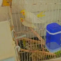 کوتوله برزیلی و عروس مولد