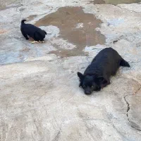 سگ پامر|سگ|مسجد سلیمان, |دیوار