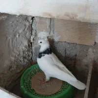 فروش چن عددکبوتر|پرنده|دهدشت, |دیوار