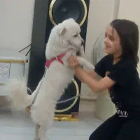 سرگرمی|سگ|پاکدشت, پاکدشت (مامازند)|دیوار