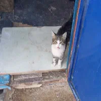 گربه گم‌شده سیداباد|گربه|مهاباد (آذربایجان غربی), |دیوار