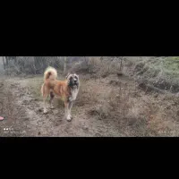 سگ گله وشکاری|سگ|آستانه اشرفیه, |دیوار