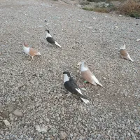 پرنده|پرنده|گتوند, |دیوار