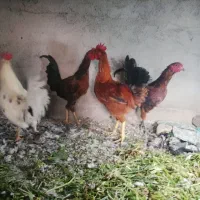 فروش خروس چهل تاج گلین بوقلمون نر ماده