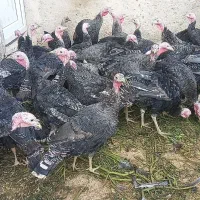 بوقلمون. آماده پروار شدن|حیوانات مزرعه|رزن, |دیوار