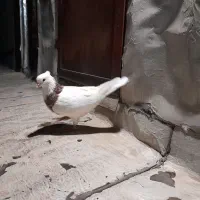 کبوتر معاوضه با طوطی برزیلی مرغ عشق فنچ عروس هلندی|پرنده|محمدشهر, کوی بهار|دیوار