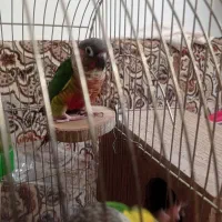 طوطی گرینچیک رام