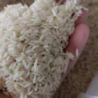 برنج علی کاظمی کشت امسال