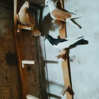 کبوتر|پرنده|رفسنجان, |دیوار