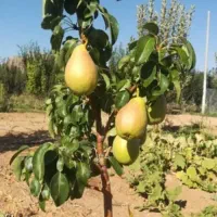 نهال گلابی بیروتی