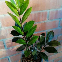 زاموفیلیا سوپر بلک و گلهای حراج|گل و گیاه طبیعی|تهران, امانیه|دیوار