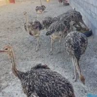 جوجه شترمرغ|حیوانات مزرعه|قلندر آباد, |دیوار