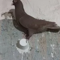 گرفتنی میزون|پرنده|نیشابور, پاستور|دیوار