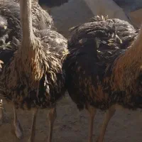 شترمرغ پرواری