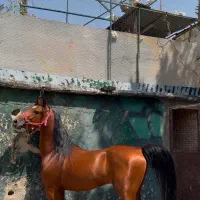 اسب نریان و مادیان