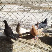 دسته دورگ|پرنده|خرمشهر, |دیوار