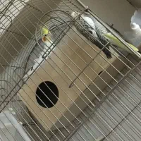 جفت عروس باقفس بزرگ