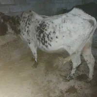 گاوباگوساله نر۳ماه شکم دار|حیوانات مزرعه|حویق, |دیوار