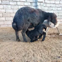 میش قره قزل