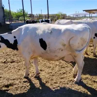 ماده گاو کشتاری