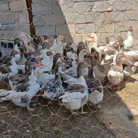 غازفروشی|حیوانات مزرعه|سرپل ذهاب, |دیوار