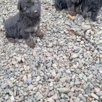 توله سگ ژرمن|سگ|اصلاندوز, |دیوار